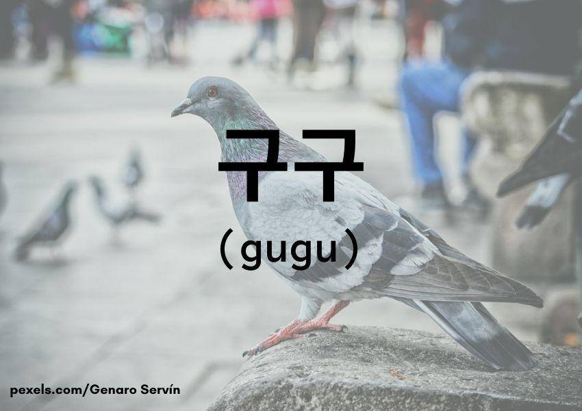 Burung merpati (Dok.Pribadi/Moza Kazumi)