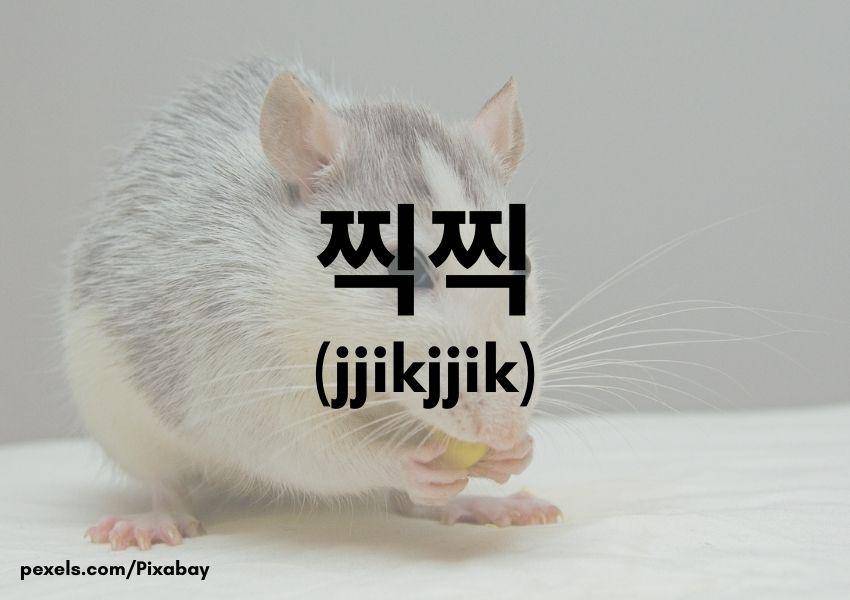 Tikus (Dok.Pribadi/Moza Kazumi)