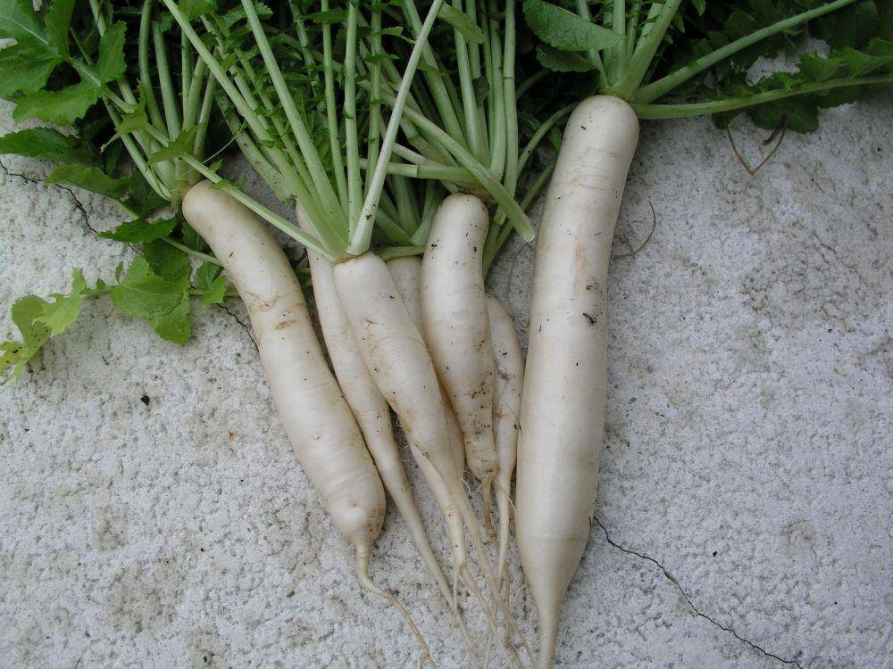 Daikon (growincrazyacres.com)