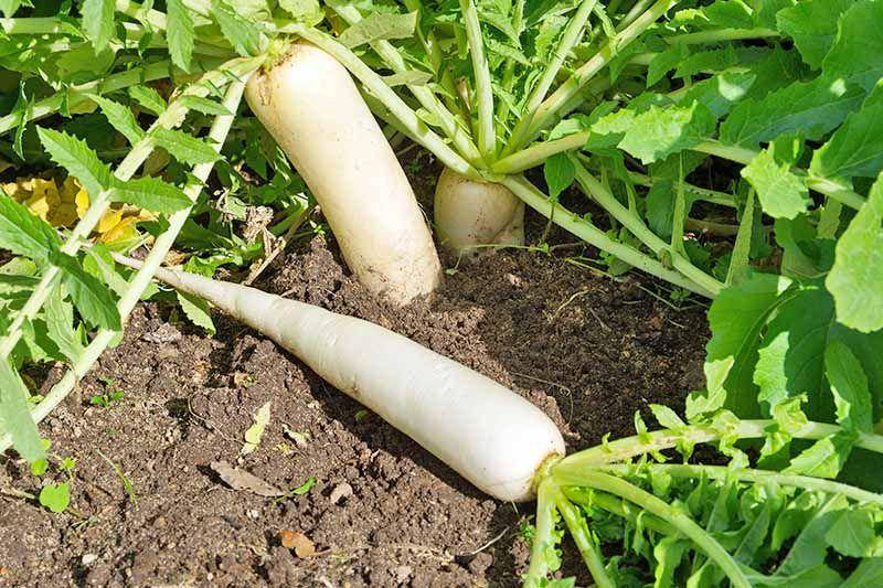 Daikon (gardenerspath.com)