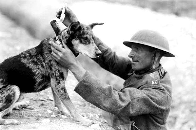 The War of the Stray Dog (szkolapatrzenia.pl)