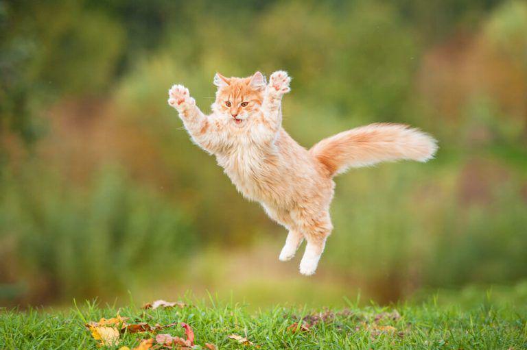 Kucing 101: 5 Ras yang Super Atletis, Bisa Melompat dengan Tinggi!