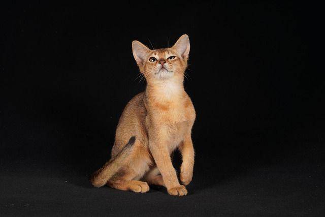 kucing Abyssinian (pixabay.com/jiang869427202)