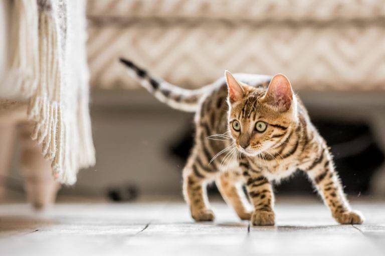 kucing Bengal (monsieurtn.com)