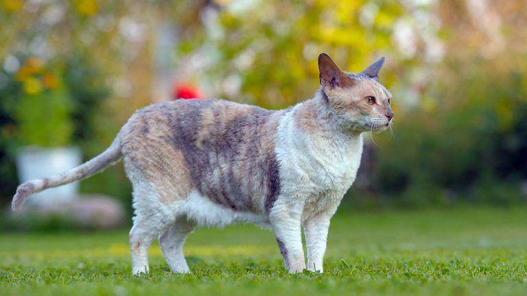kucing Cornish Rex (thehappycatsite.com)