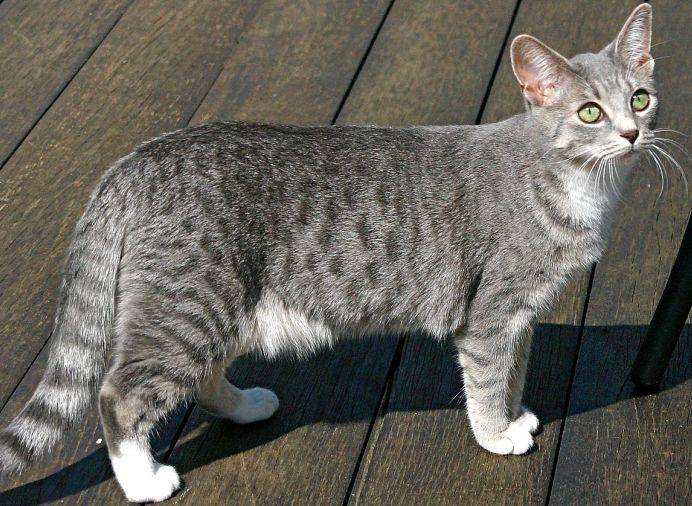 Kucing Egyptian Mau (mypets.net.au)