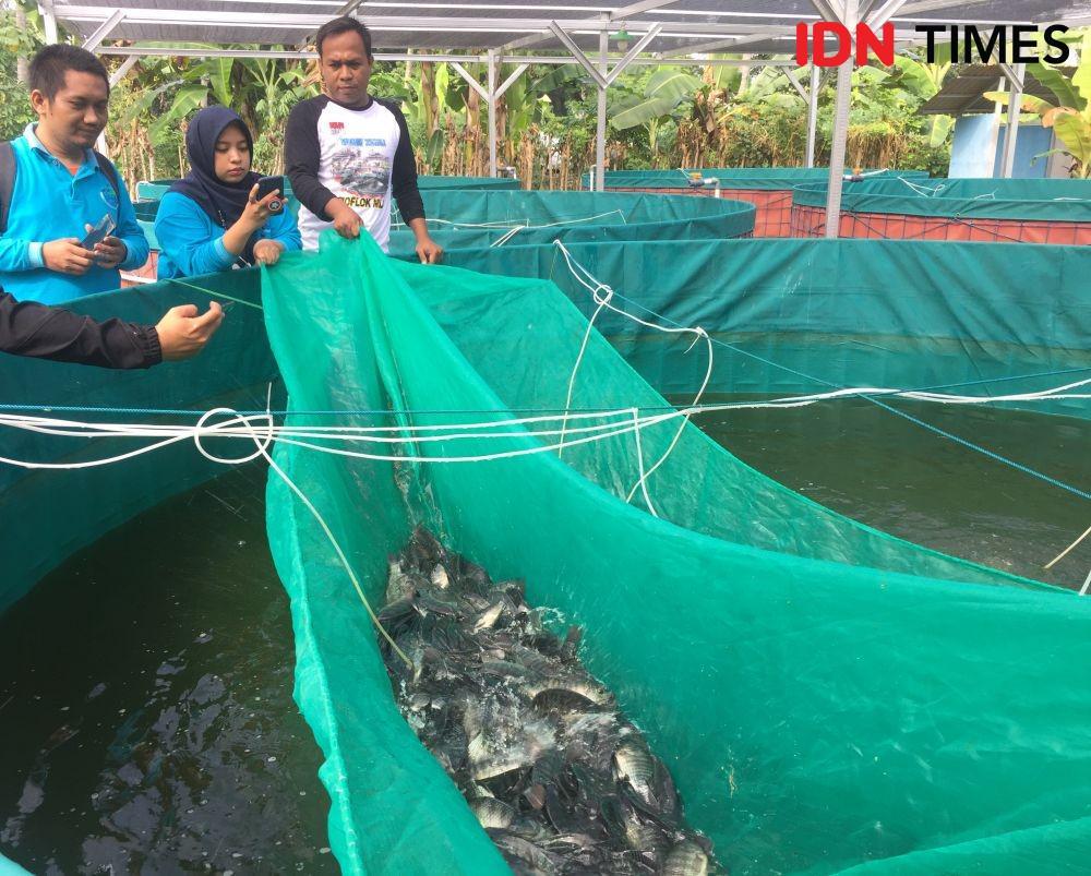 Perairan Pantura Jateng Rusak, Menteri KKP Pilih Budidaya Tilapia