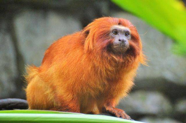 Tamarin singa dengan bulu berwarna keemasan (pixabay.com/NadineDoerle)
