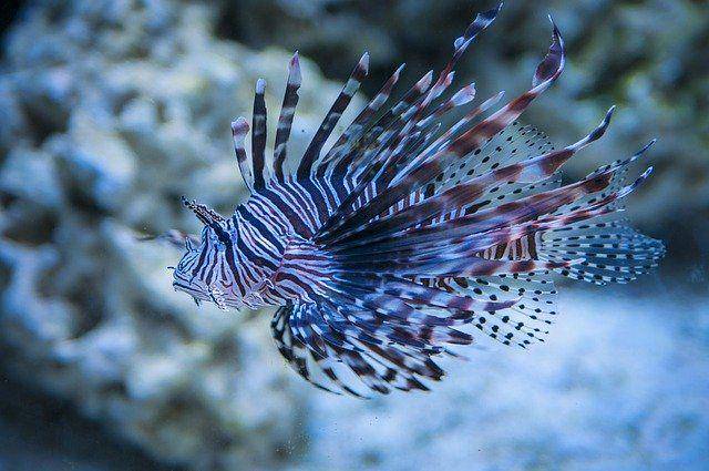 lion fish yang sedang mengembangkan siripnya (pixabay.com/Mishelved)
