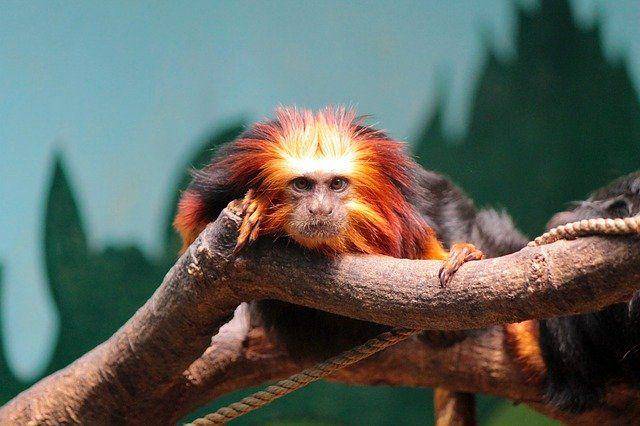 Tamarin singa yang berada di kebun binatang (pixabay.com/cristouclap)
