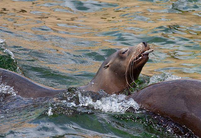 Singa laut sedang memakan ikan (pixabay.com/TheOtherKev)