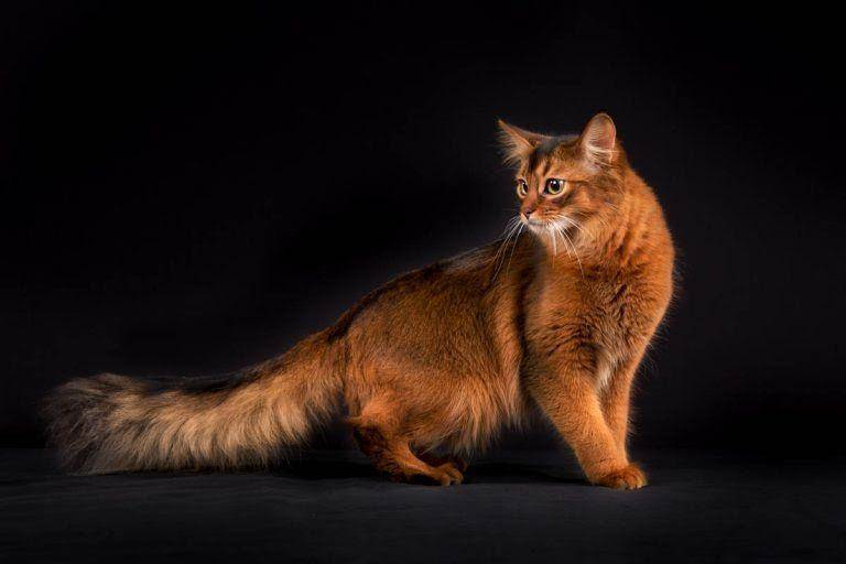 kucing Somali (cat-world.com)