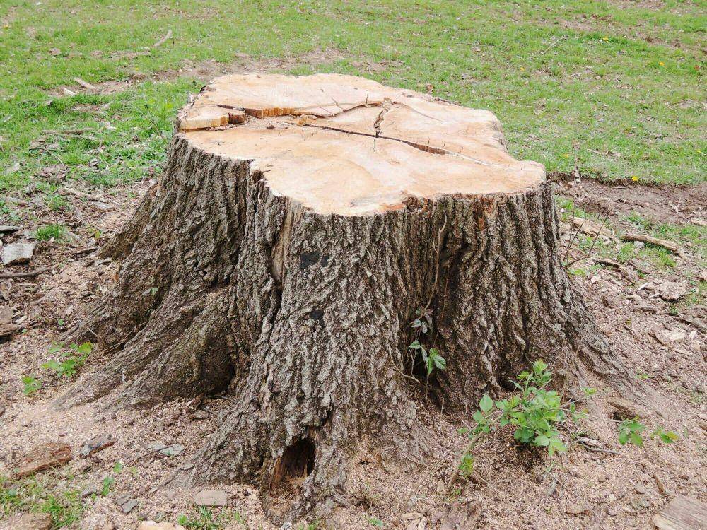 tunggul pohon (mistertreeservice.com)