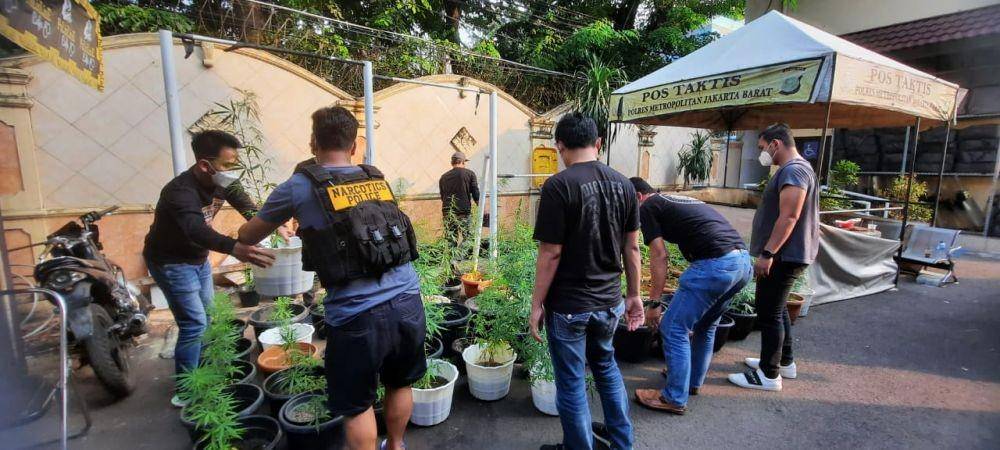 Penggerebekan ganja hidroponik (Dok. Humas Polres Jakarta Barat)