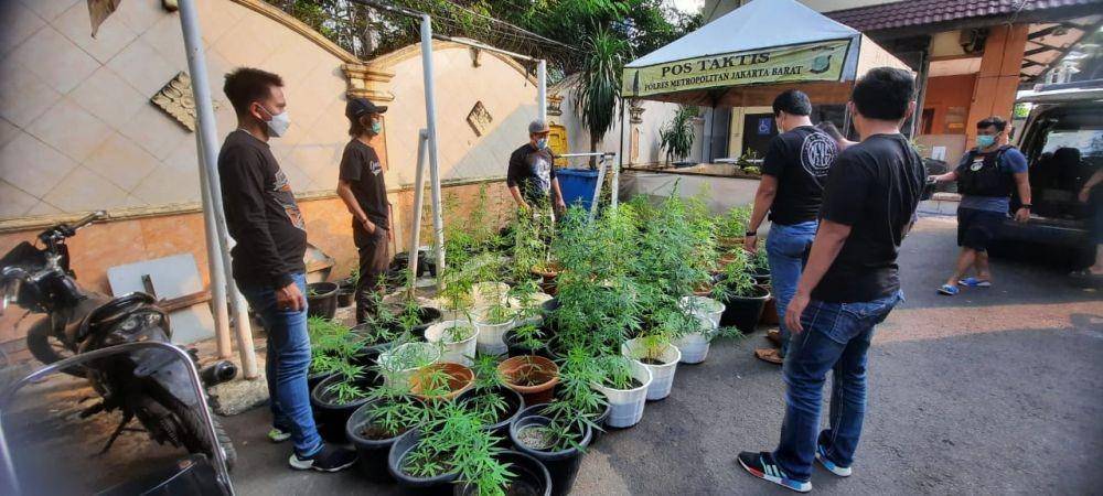 Penggerebekan ganja hidroponik (Dok. Humas Polres Jakarta Barat)