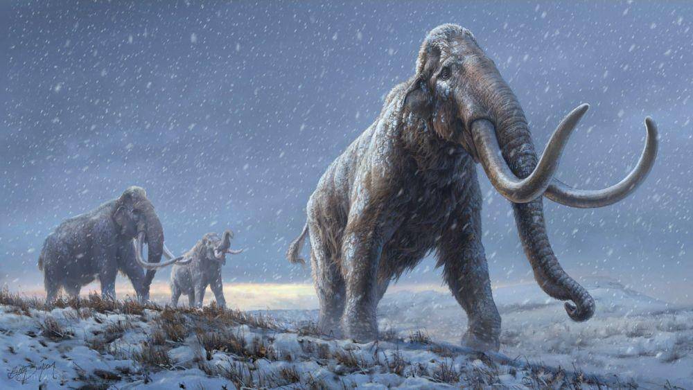 ilustrasi mammoth (livescience.com)