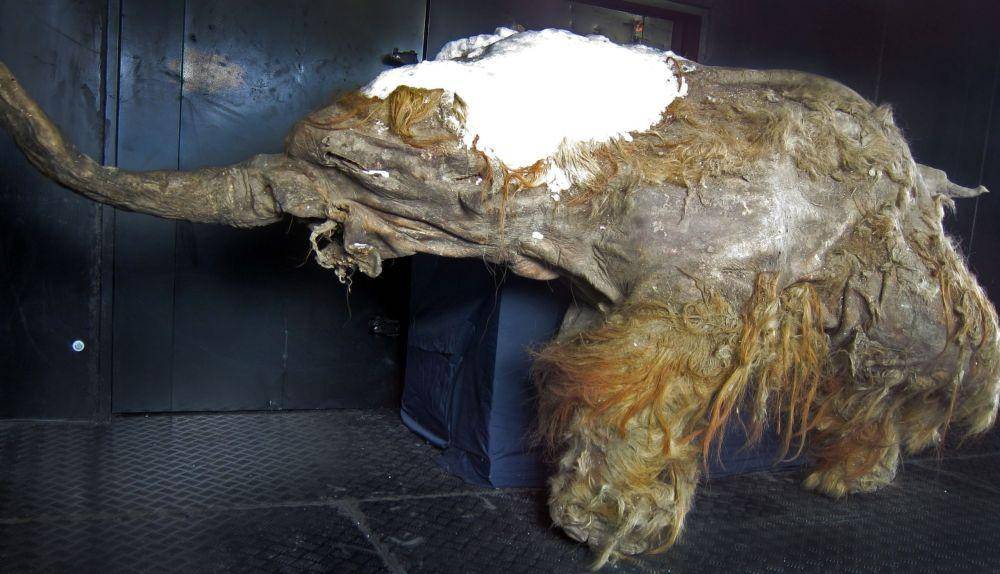 Fosil mammoth Yuka. (wikimedia.org)