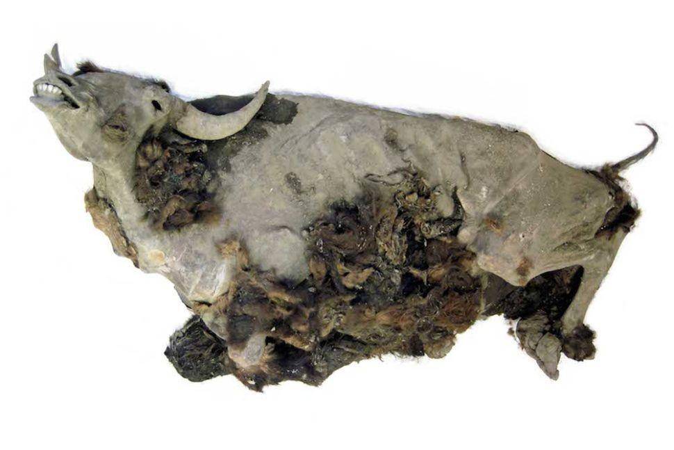 Fosil bison di Siberia Utara. (Dok. Gennady Boeskorov via livescience.com)