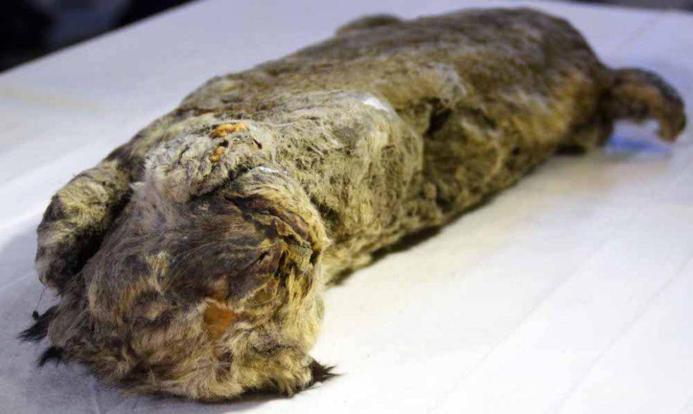 Fosil misterius seperti kucing. (Dok. Anastasia Koryakina via livescience.com)