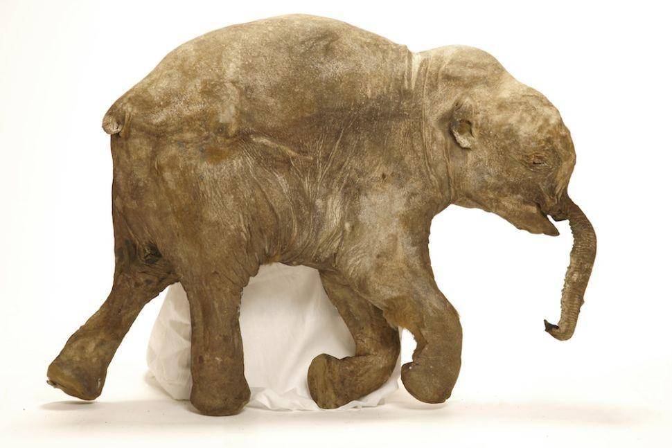 Lyuba, fosil bayi mammoth yang beku. (Dok. University of Michigan Museum of Paleontology via livescience.com)