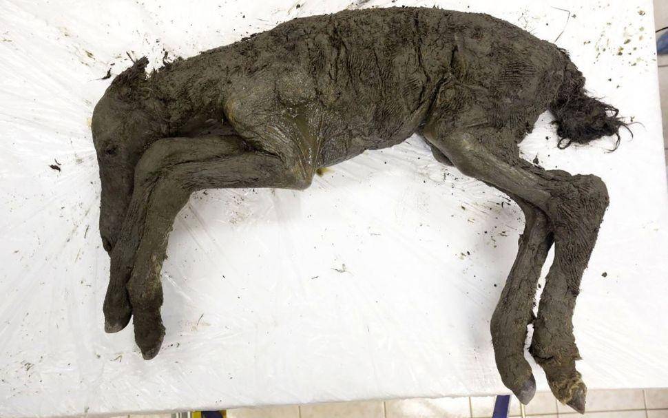 Fosil kuda purba yang membeku ribuan tahun. (Dok. The Siberian Times via livescience)