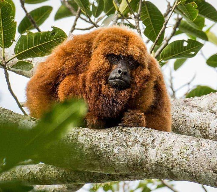 monyet howler cokelat (instagram.com/gilberto.j.botelho)