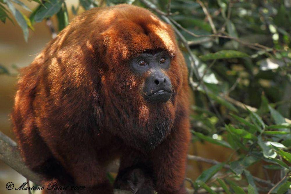monyet howler cokelat (instagram.com/macacosurbanos)