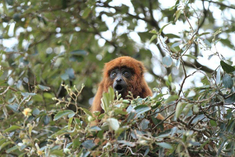 monyet howler cokelat (instagram.com/macacosurbanos)
