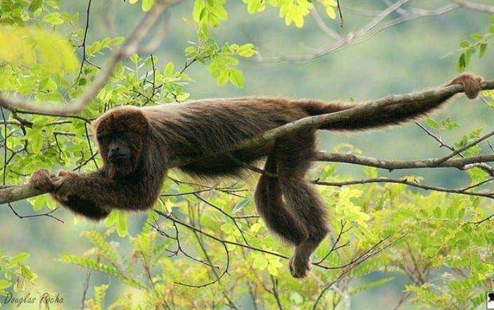 monyet howler cokelat (instagram.com/saguidaserra)