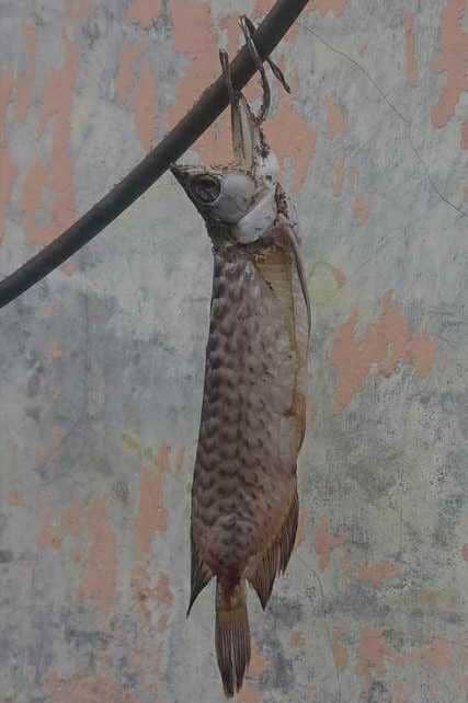masak ikan arwana (1cak.com/2576514)