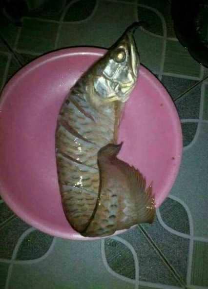 masak ikan arwana (1cak.com/2279986)