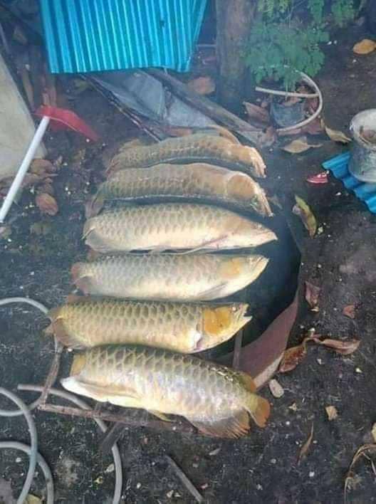 masak ikan arwana (facebook.com/Rizal Irsyadi)