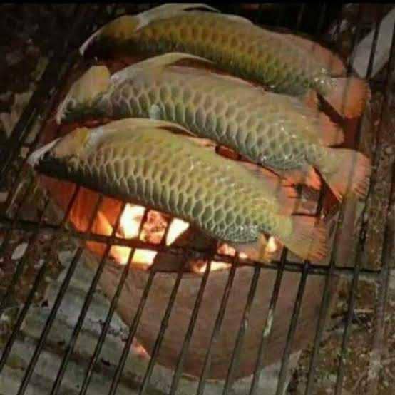 masak ikan arwana (twitter.com/KocakTxt)