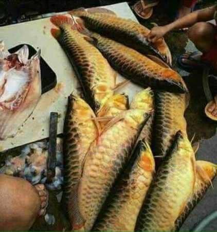 masak ikan arwana (1cak.com/2294261)