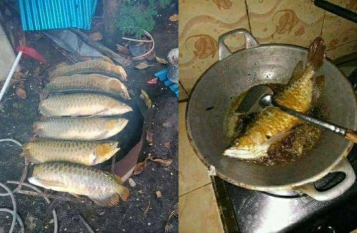 10 Potret Kocak Orang Masak Ikan Arwana, Sultan Banget!