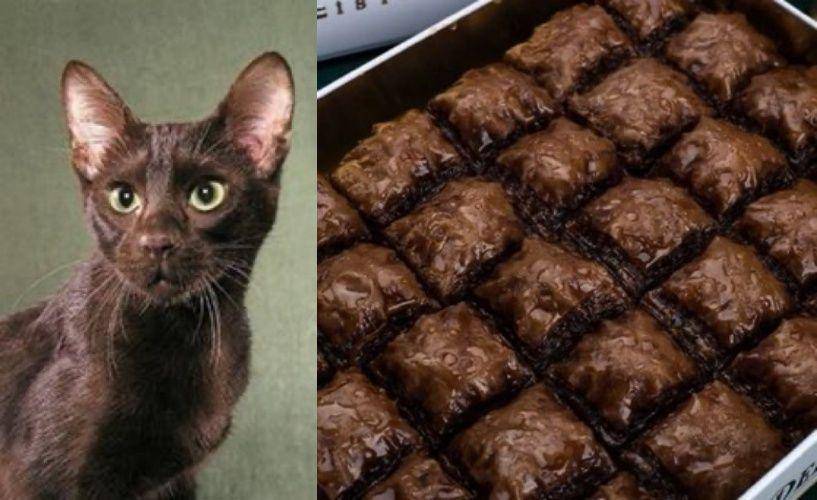 kucing mirip makanan (twitter.com/namansour26)