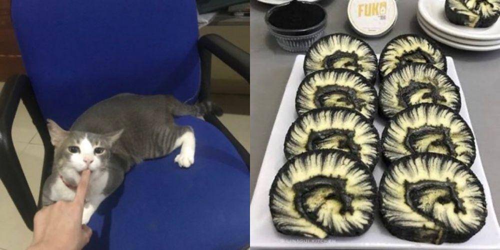 kucing mirip makanan (twitter.com/alienatednotion)