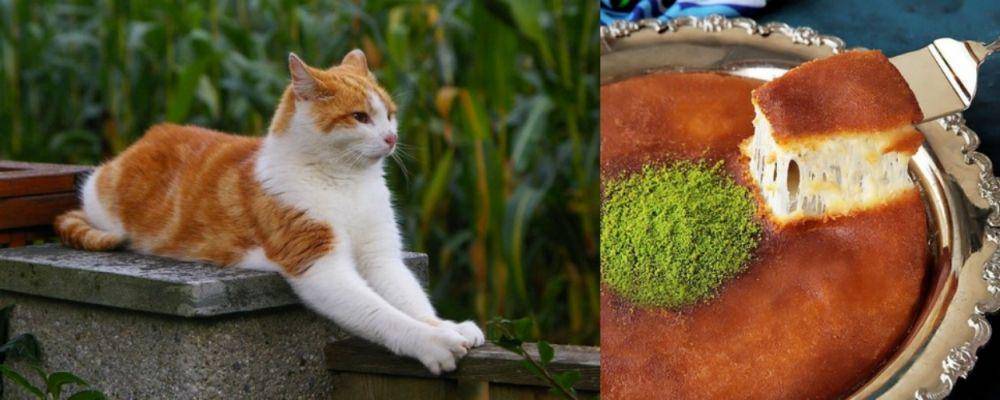 kucing mirip makanan (twitter.com/namansour26)