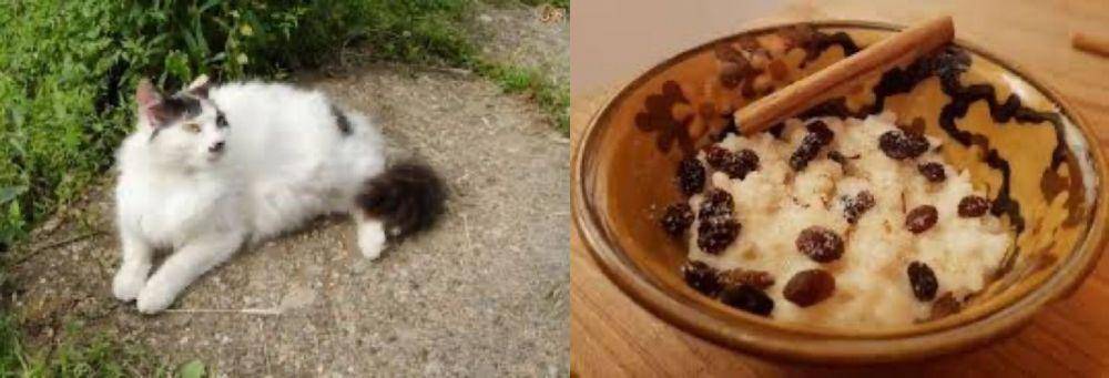 kucing mirip makanan (twitter.com/namansour26)