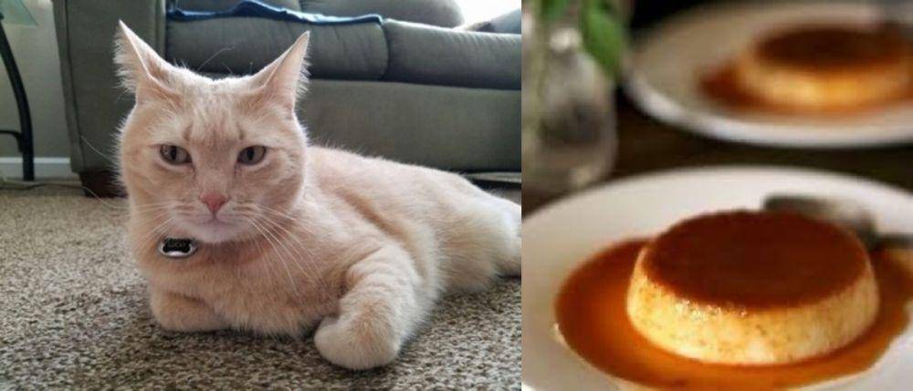 kucing mirip makanan (twitter.com/namansour26)