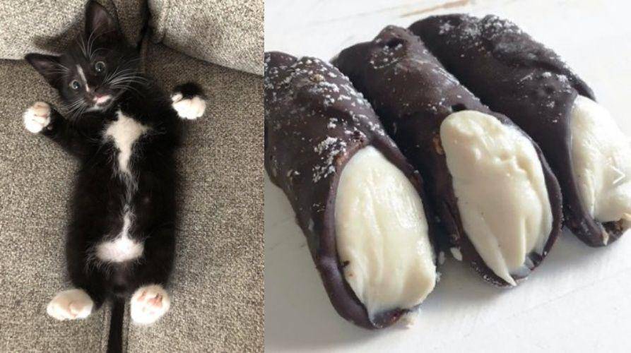 kucing mirip makanan (twitter.com/namansour26)