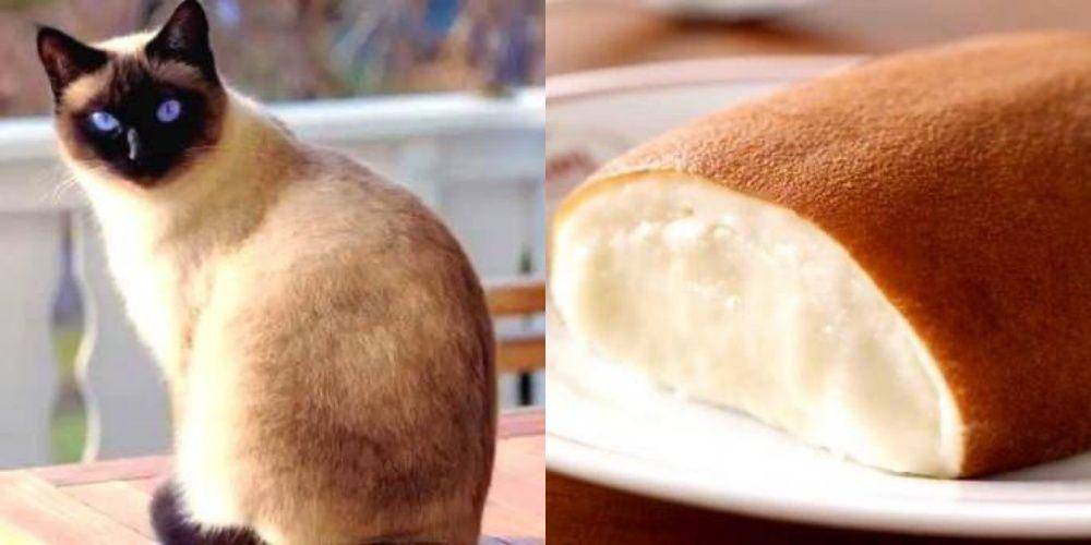 kucing mirip makanan (twitter.com/studywithmelo)