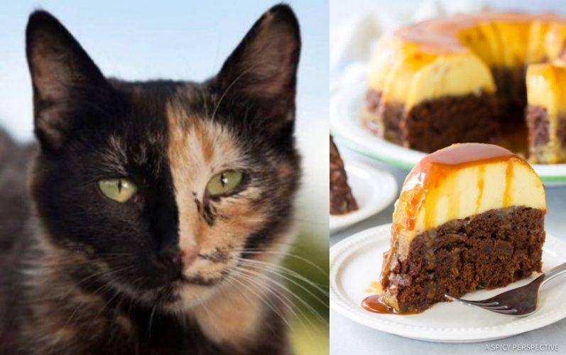 kucing mirip makanan (twitter.com/namansour26)