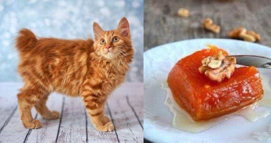 kucing mirip makanan (twitter.com/namansour26)