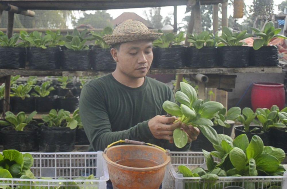 Anak Muda di Klungkung Kembangkan Sayuran Organik di Lahan 4x5 Meter
