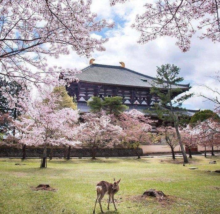 Toda-ji (instagram.com/mikanino_2016)