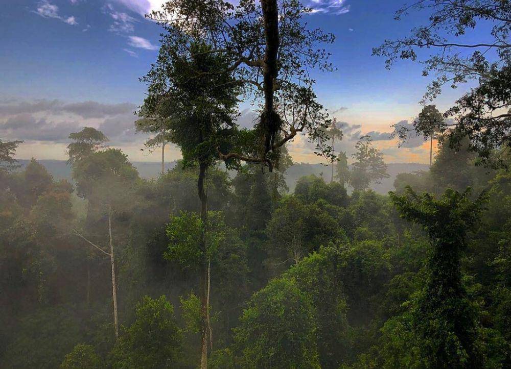 Taman Nasional Kakum (Instagram.com/worldthroughshe)