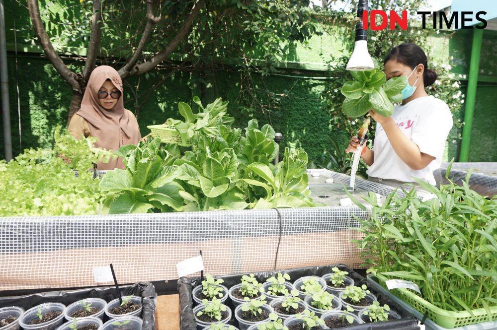 Petani Milenial hanya 16,78 Juta Orang, Perlu Regenerasi!