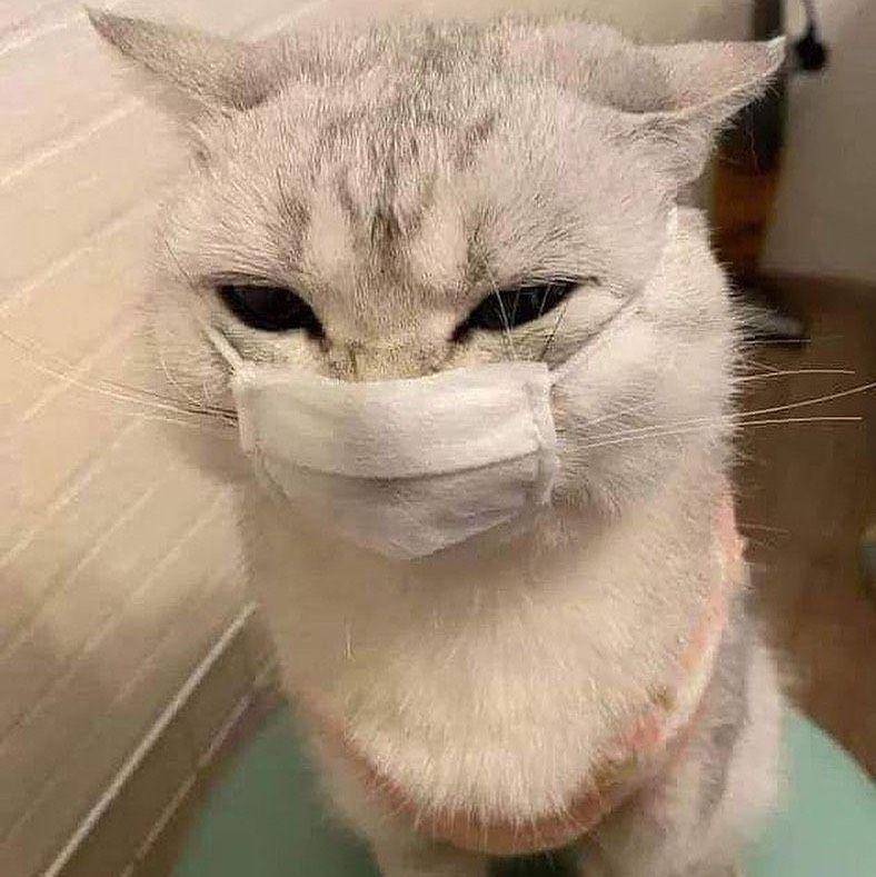 kucing patuhi prokes (twitter.com/aishakinaaa/)