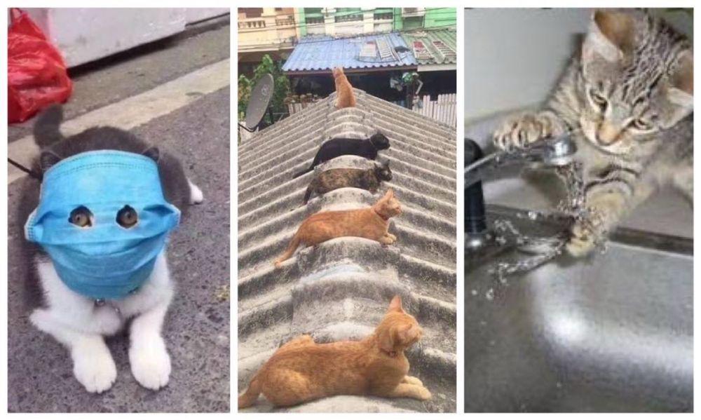 10 Potret Lucu Kucing saat Patuhi Protokol Kesehatan, Yuk Ditiru!